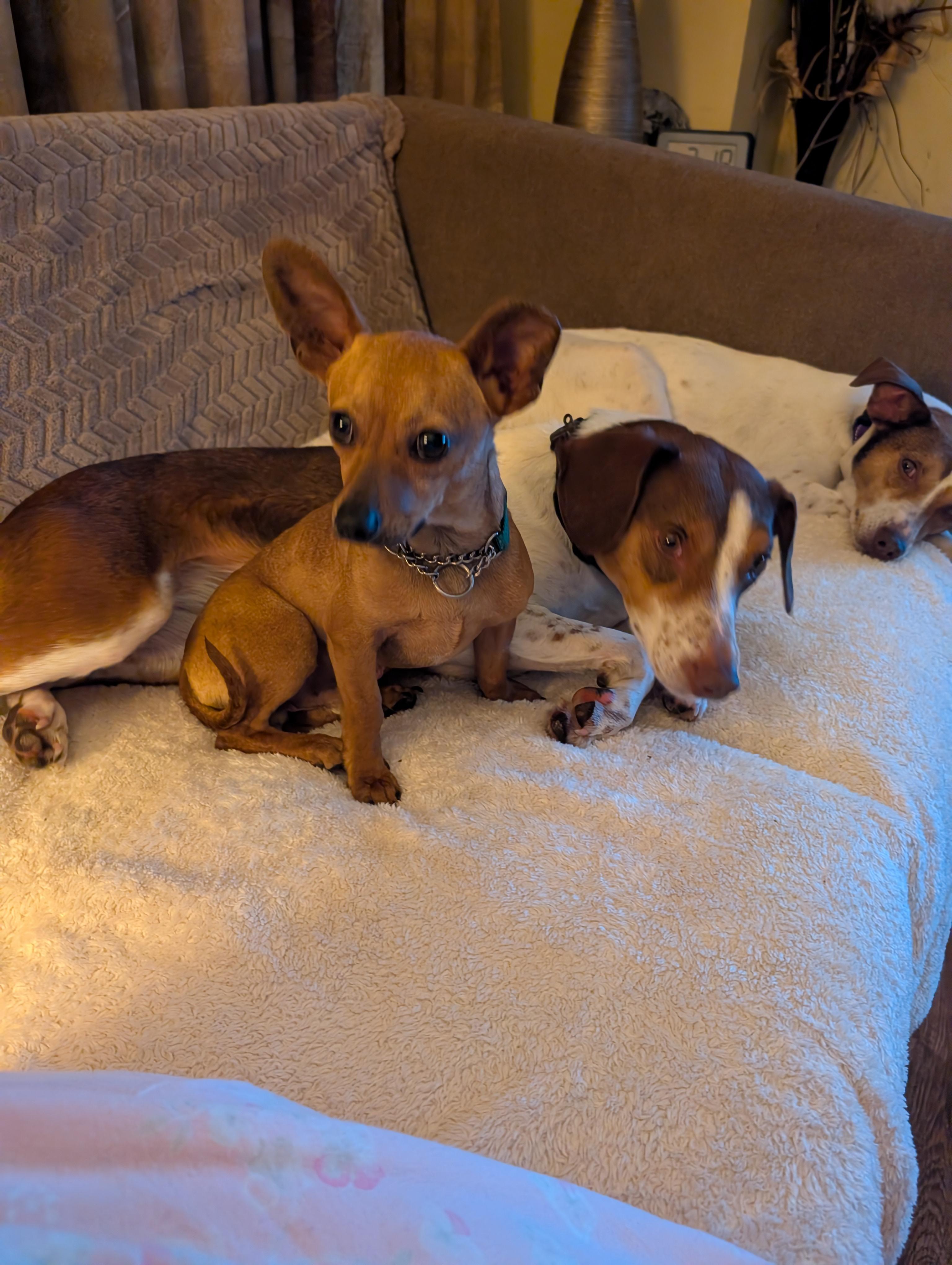 Enlarge Bean, a Adoptable Chiweenie in Homer Glen, IL image 5/6