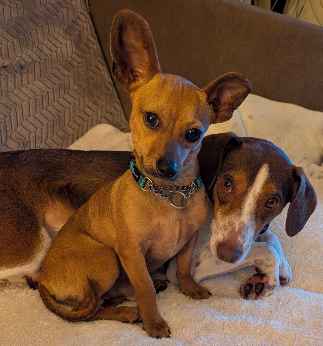 Enlarge Bean, a Adoptable Chiweenie in Homer Glen, IL image 4/6