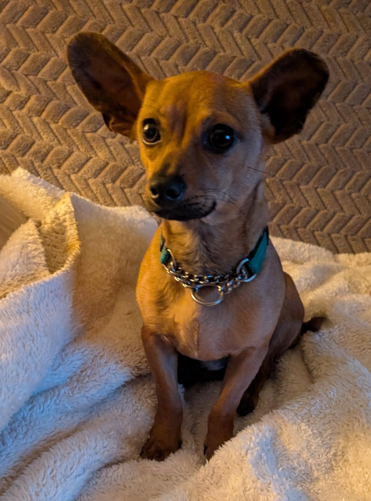 Bean, Adoptable, Young Male Chiweenie.