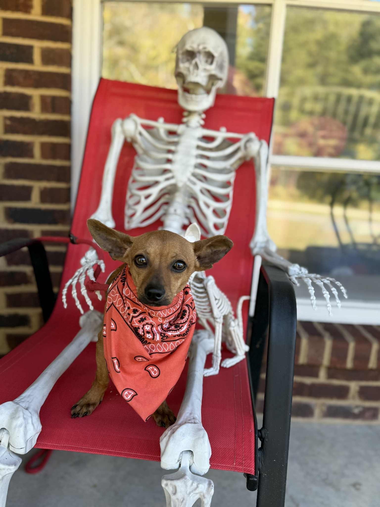 Enlarge Bean, a Adoptable Chiweenie in Homer Glen, IL image 6/6