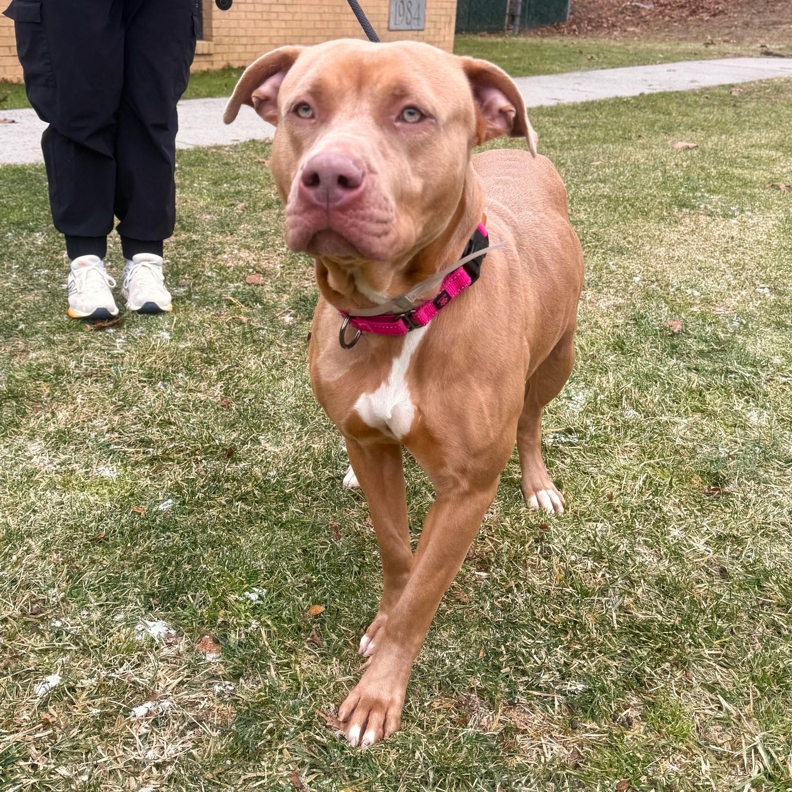 Enlarge Clara, a Adoptable Mixed Breed in Brookhaven, NY image 2/4