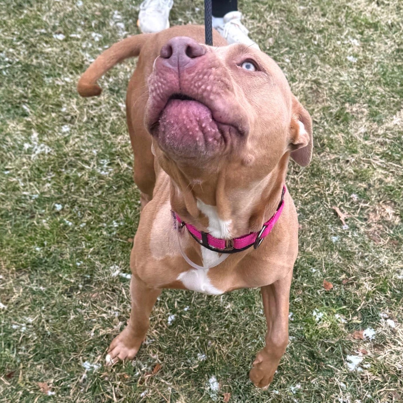 Enlarge Clara, a Adoptable Mixed Breed in Brookhaven, NY image 3/4