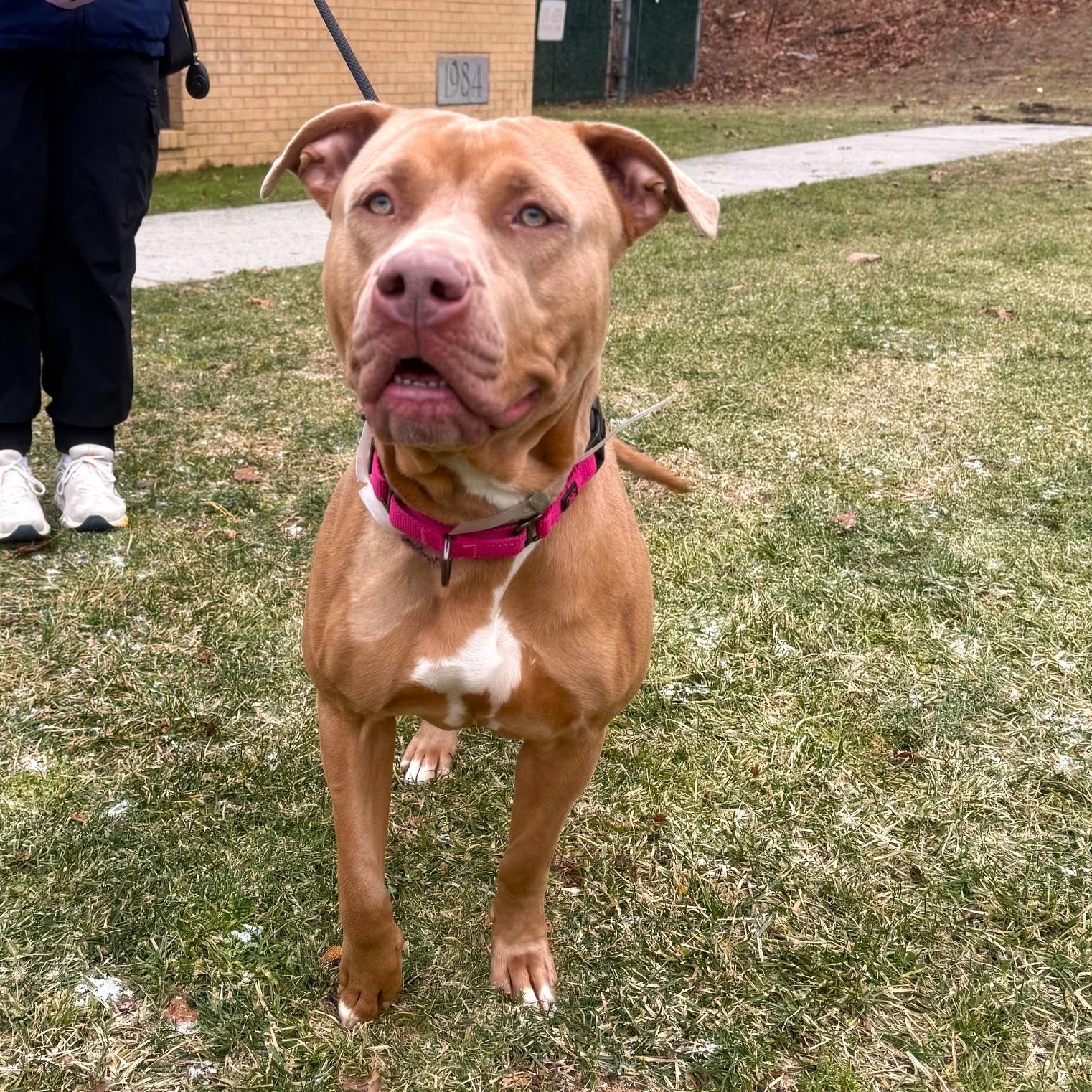 Enlarge Clara, a Adoptable Mixed Breed in Brookhaven, NY image 1/4