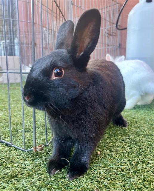 GRAVITY, Adoptable, Young Female Bunny Rabbit.