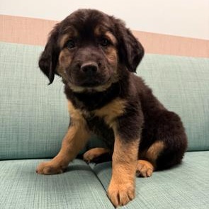 Enlarge Starbucks, a Adoptable mixed breed in Lindenhurst, NY image 1/1