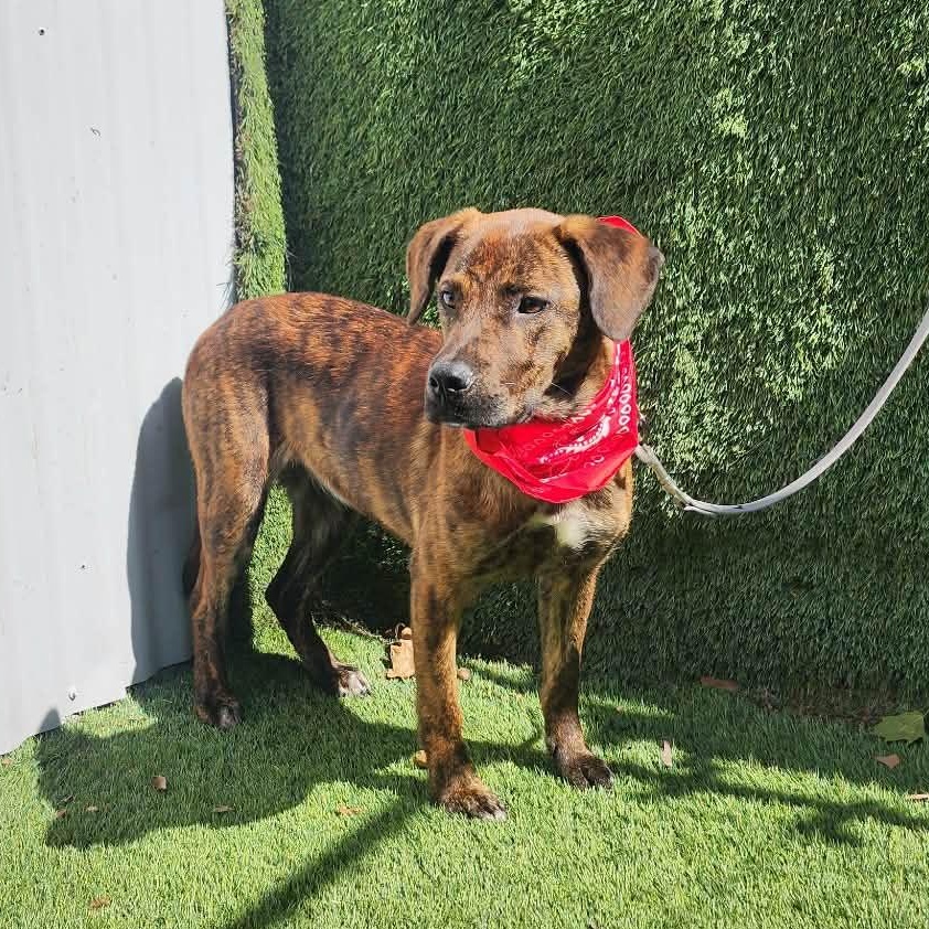 Sarah, an adopted mixed breed in Manchester, NH image 6/6