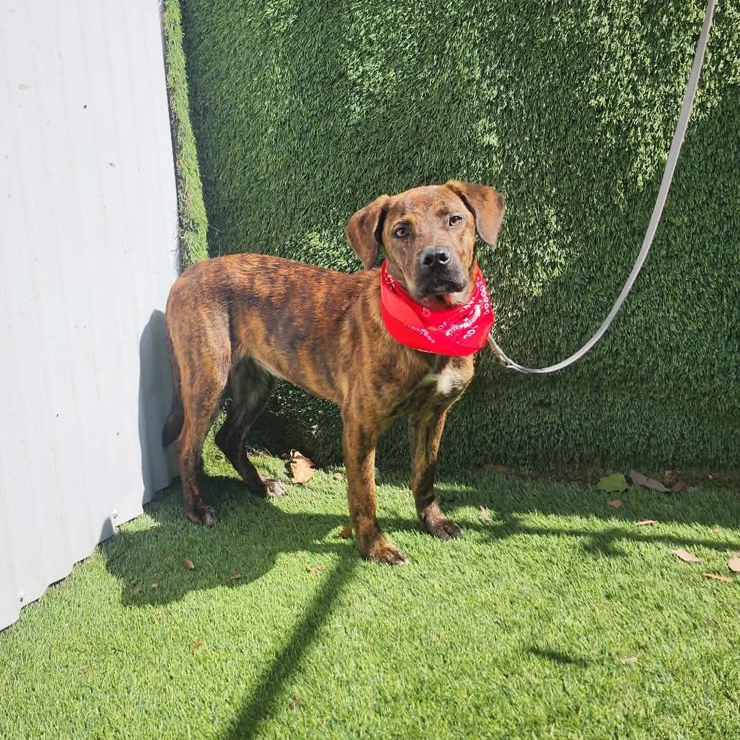 Sarah, an adopted mixed breed in Manchester, NH image 2/6