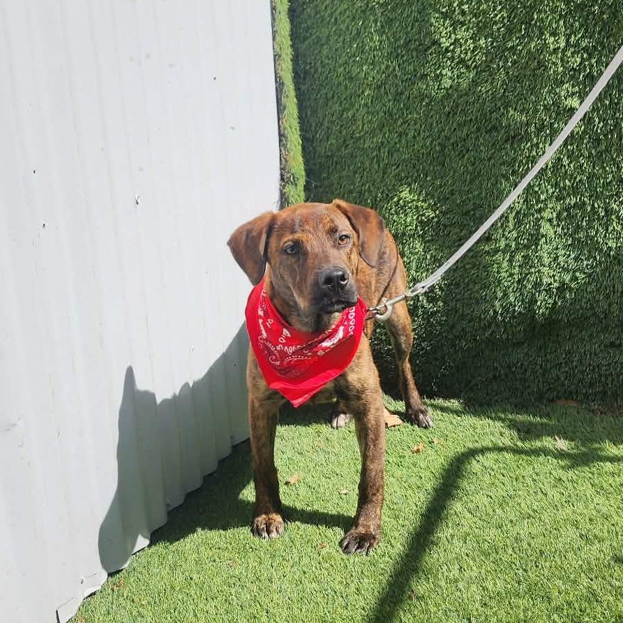 Sarah, an adopted mixed breed in Manchester, NH image 4/6