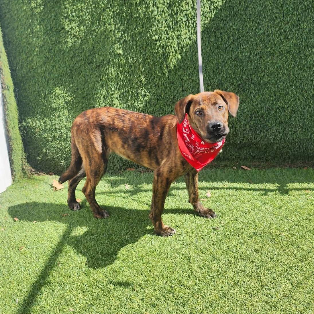 Sarah, an adopted mixed breed in Manchester, NH image 3/6