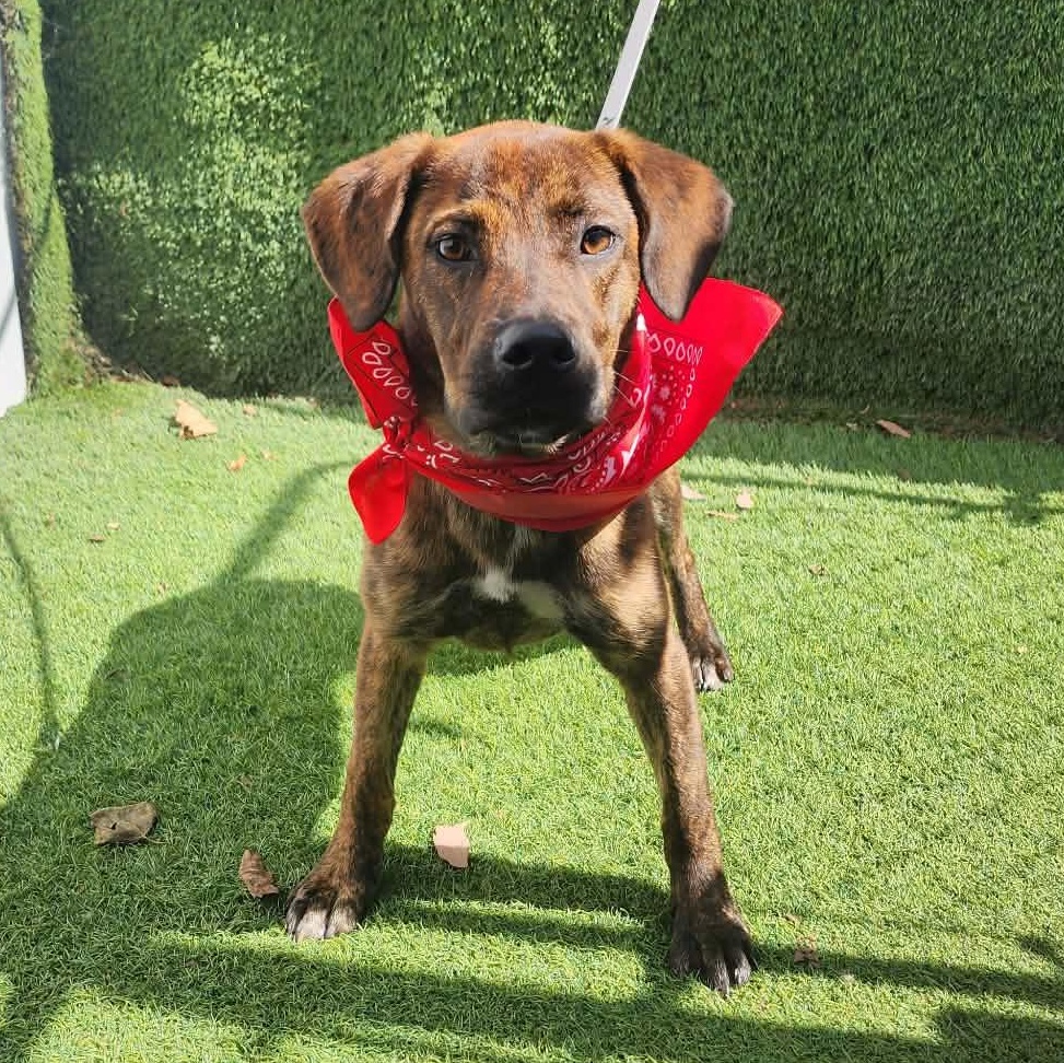 Sarah, an adopted mixed breed in Manchester, NH image 1/6