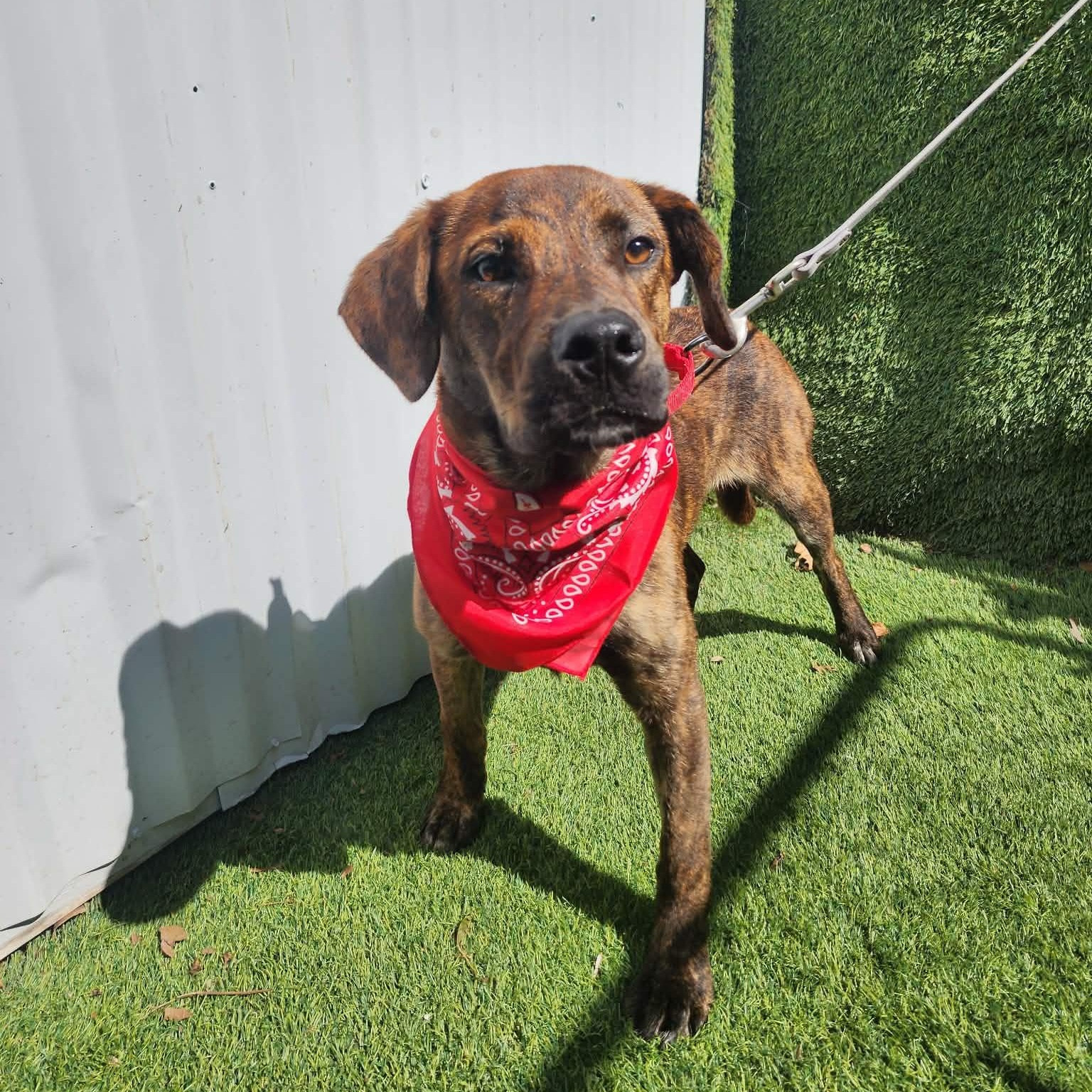 Sarah, an adopted mixed breed in Manchester, NH image 5/6