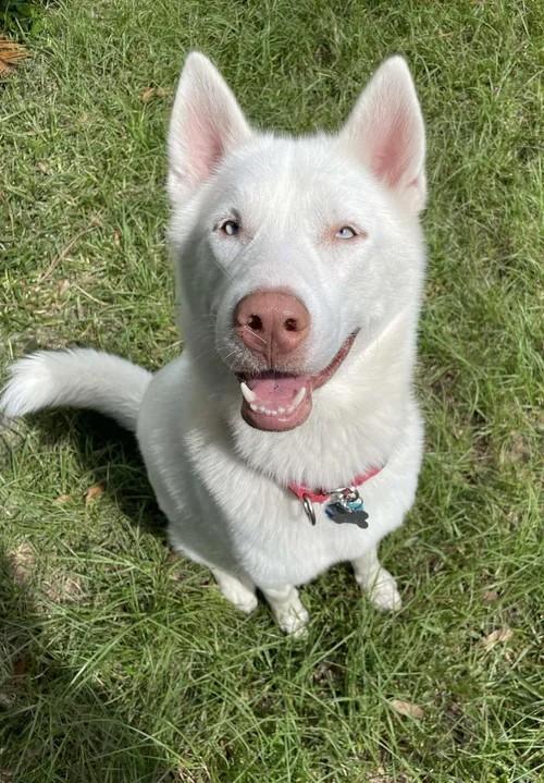 Casper, ADOPTABLE, Young Male Siberian Husky.