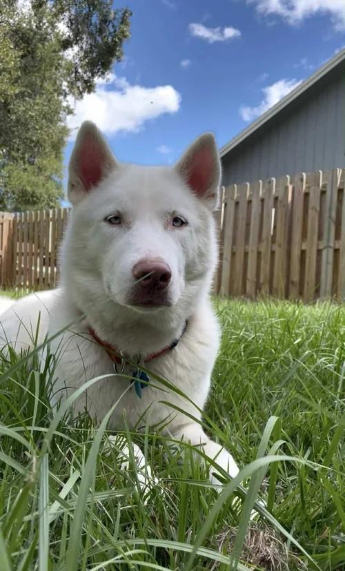 Enlarge Casper, a ADOPTABLE Siberian Husky in Winter Springs, FL image 4/4