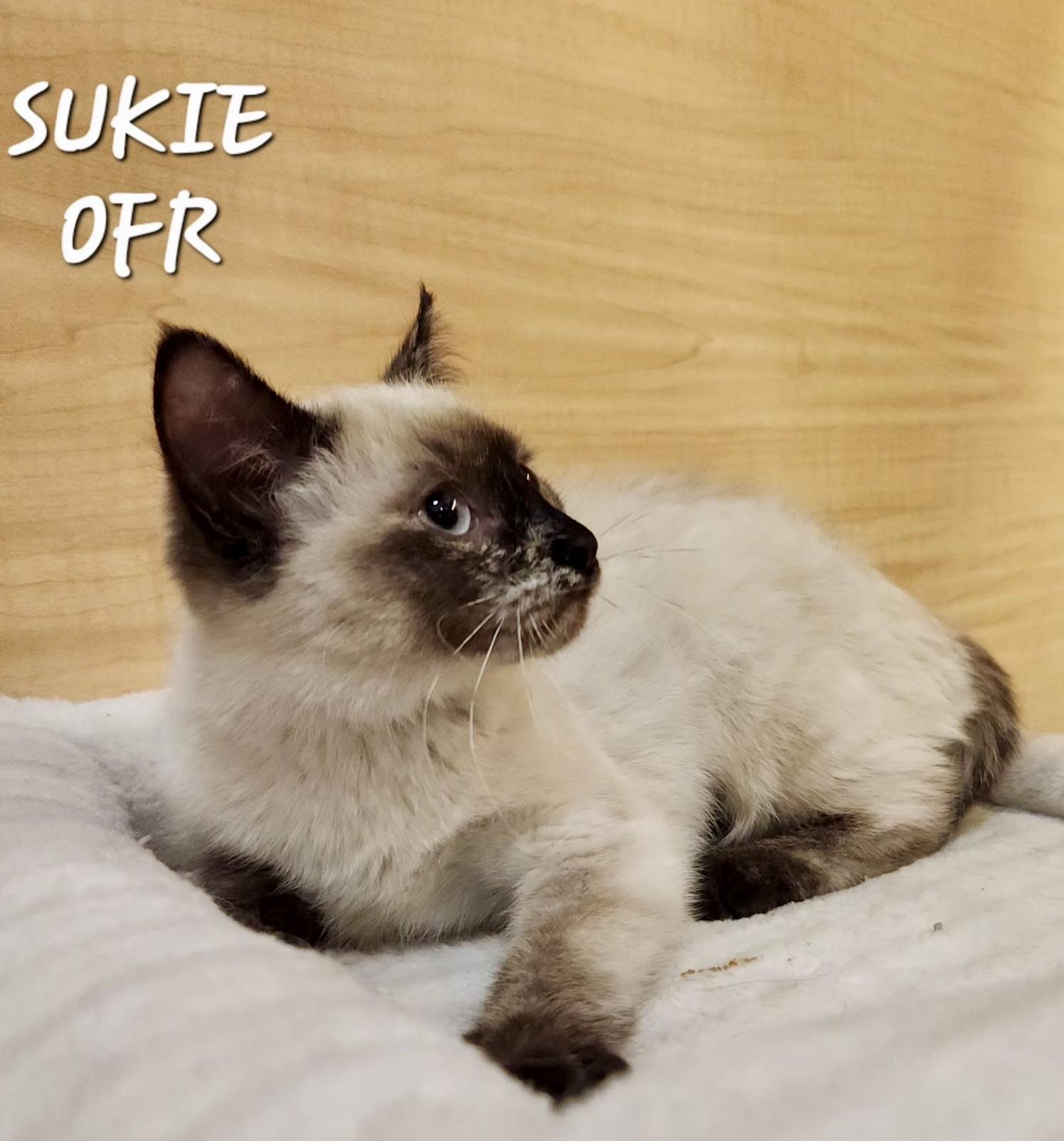 Sukie, ADOPTABLE, Kitten Female Siamese.