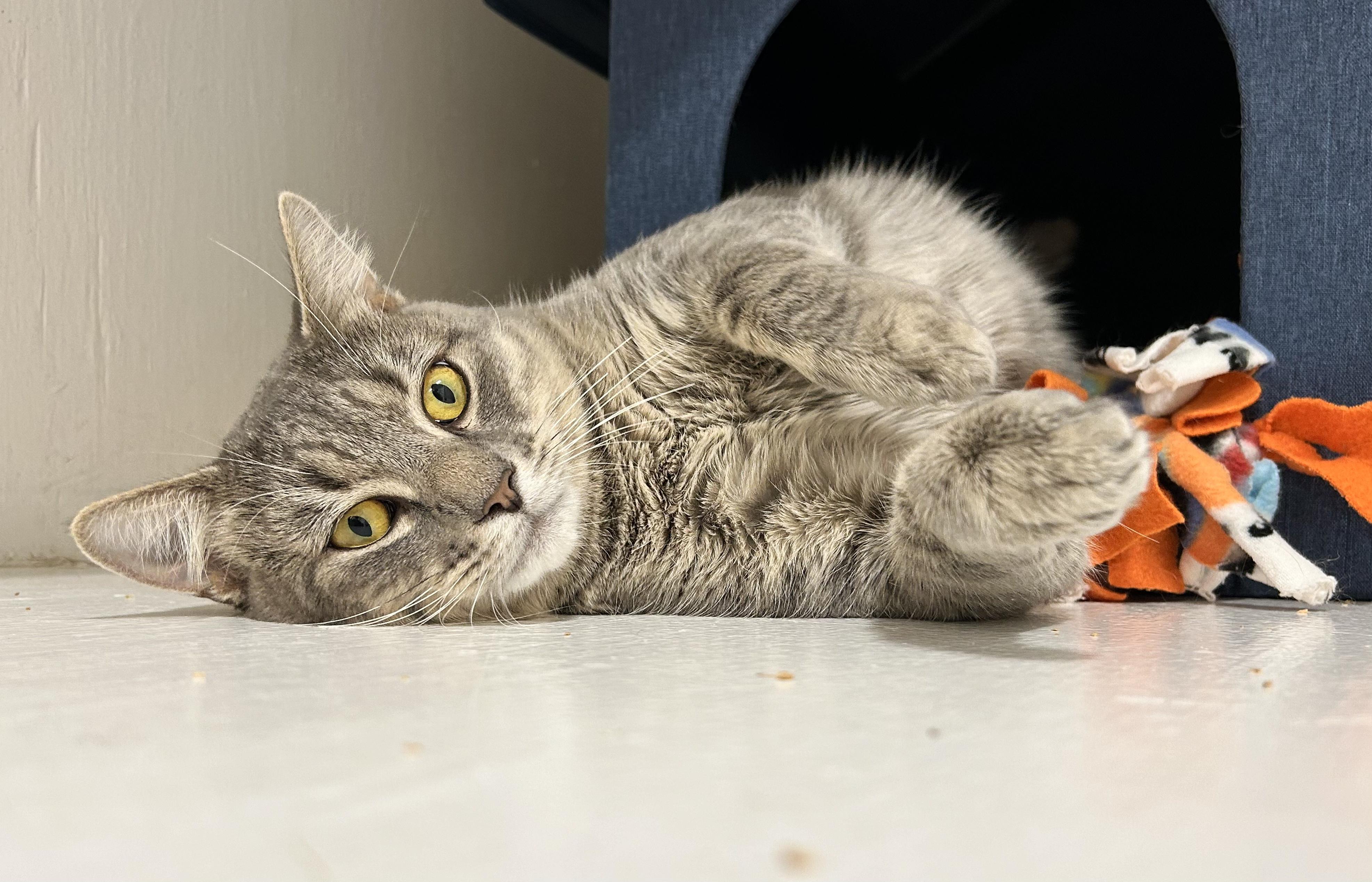 Enlarge Philly, a Adoptable Domestic Short Hair in Edgewood, MD image 2/6