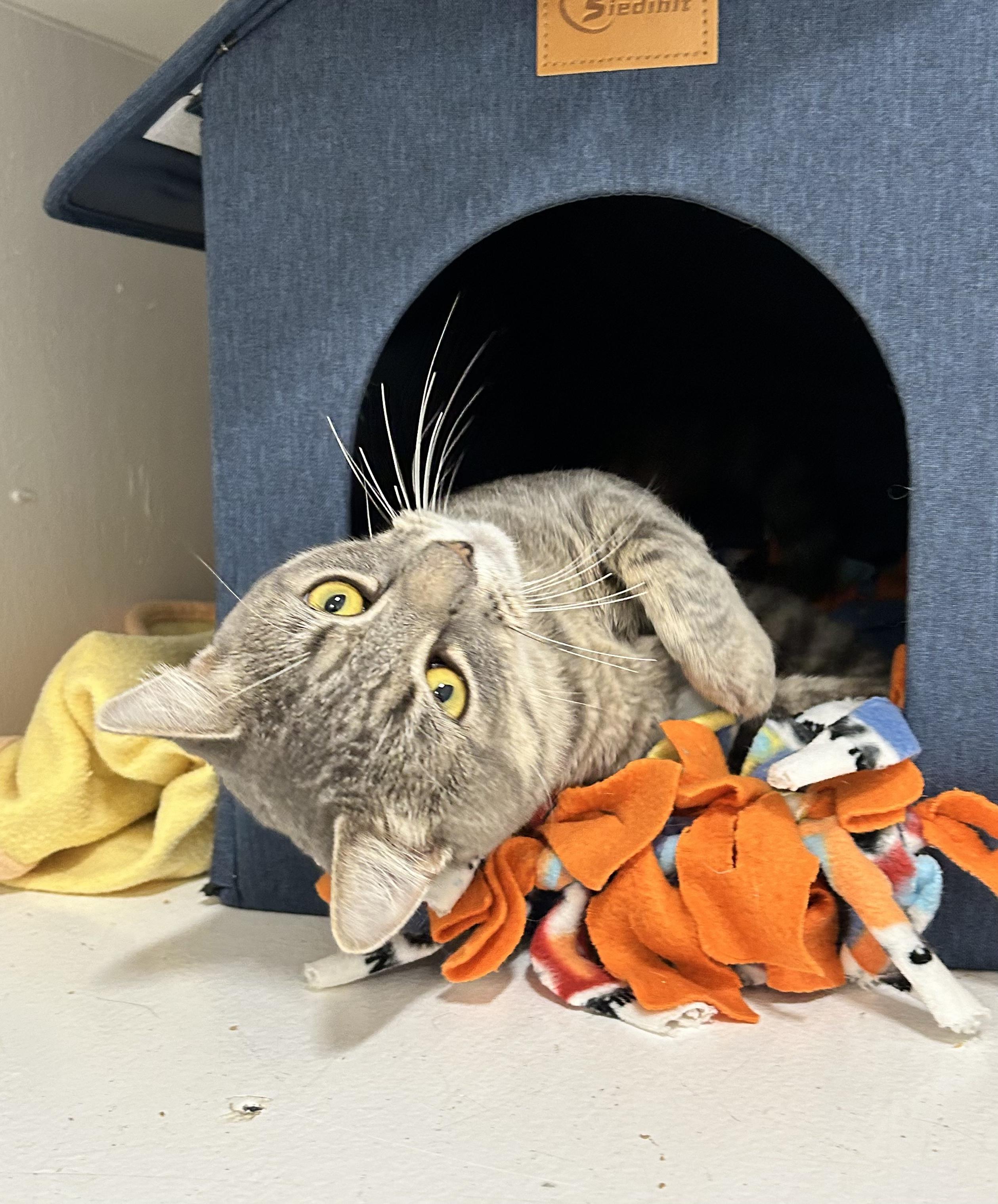 Enlarge Philly, a Adoptable Domestic Short Hair in Edgewood, MD image 3/6