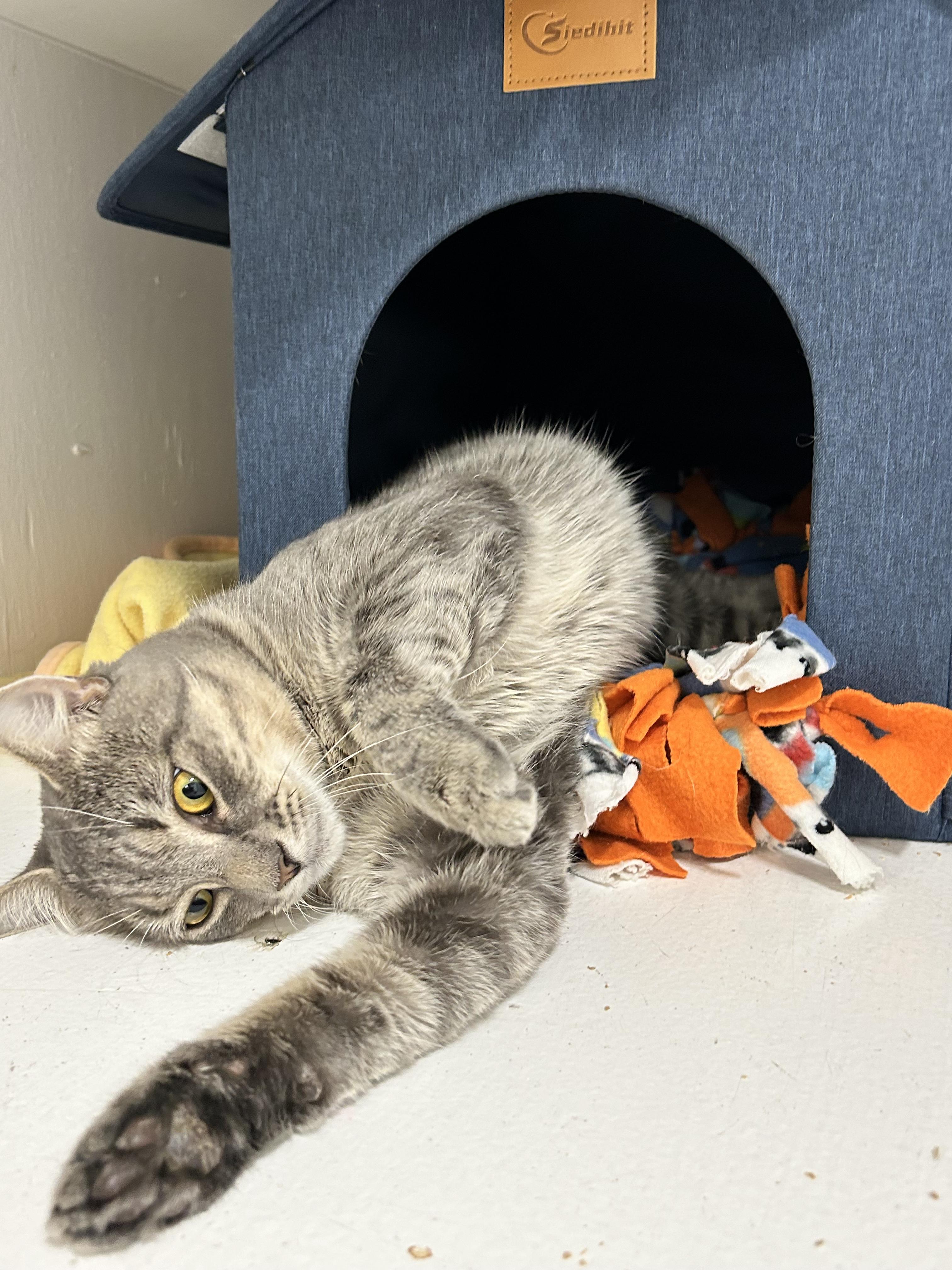 Enlarge Philly, a Adoptable Domestic Short Hair in Edgewood, MD image 4/6