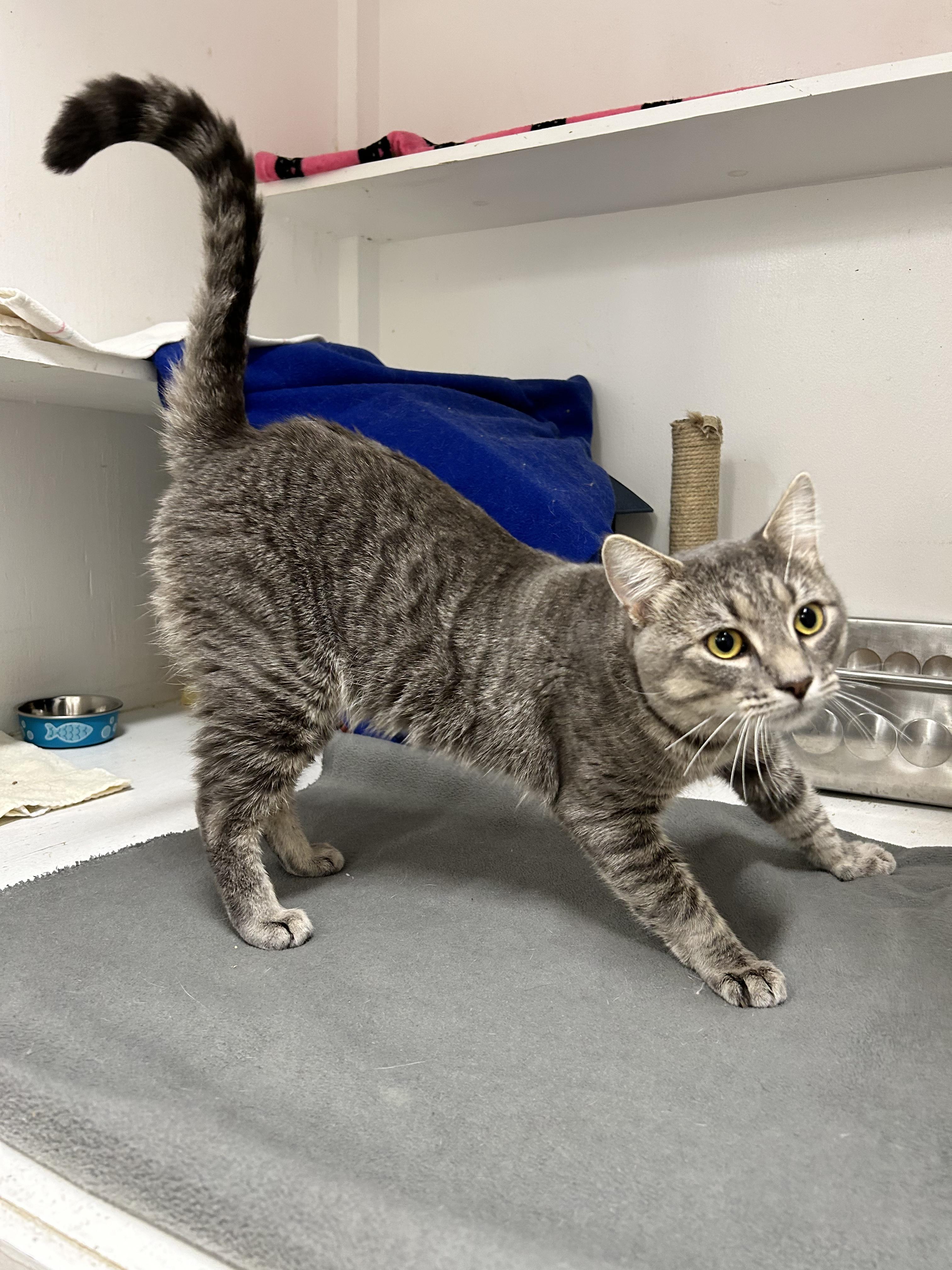 Enlarge Philly, a Adoptable Domestic Short Hair in Edgewood, MD image 5/6