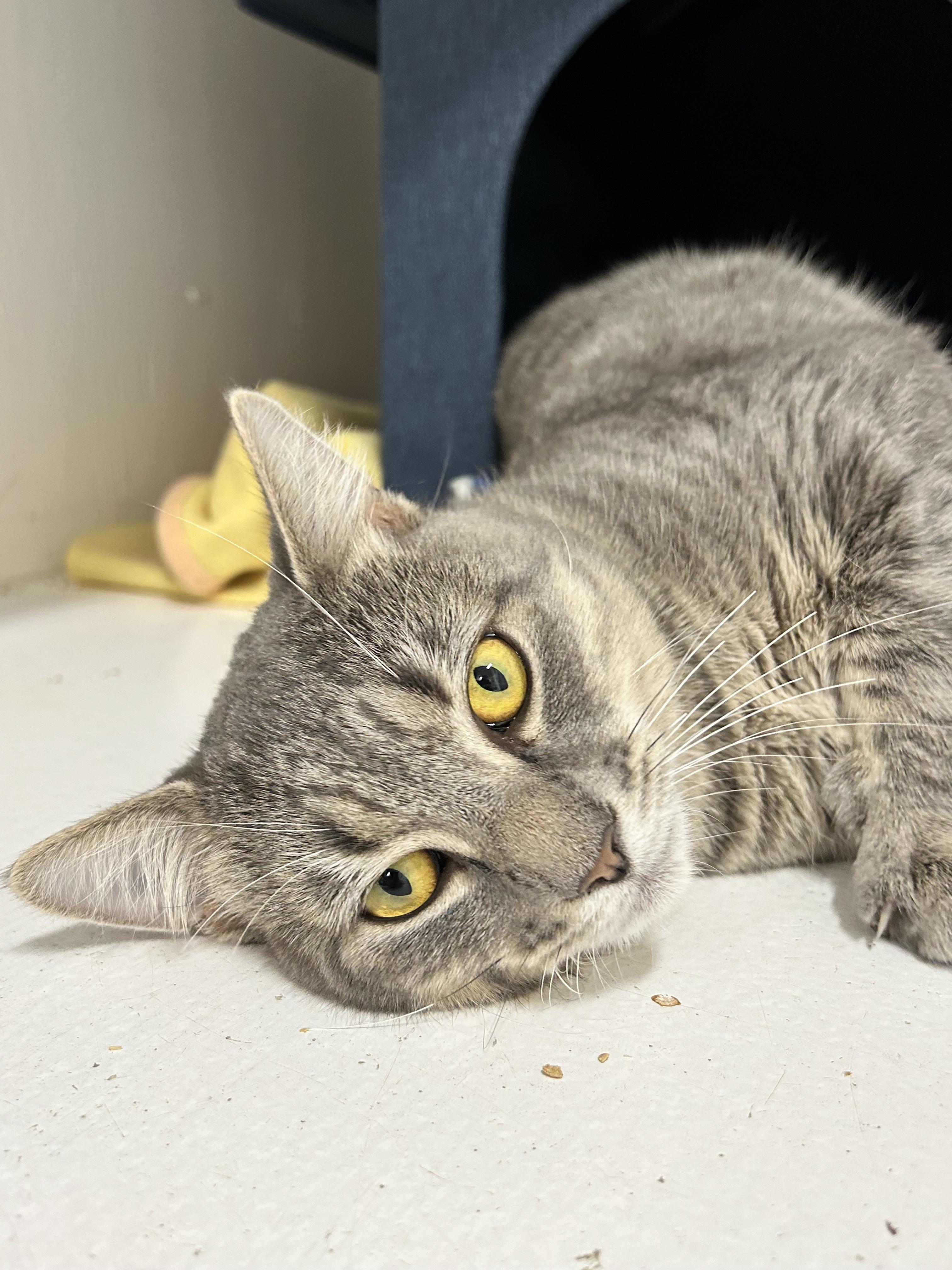 Enlarge Philly, a Adoptable Domestic Short Hair in Edgewood, MD image 6/6