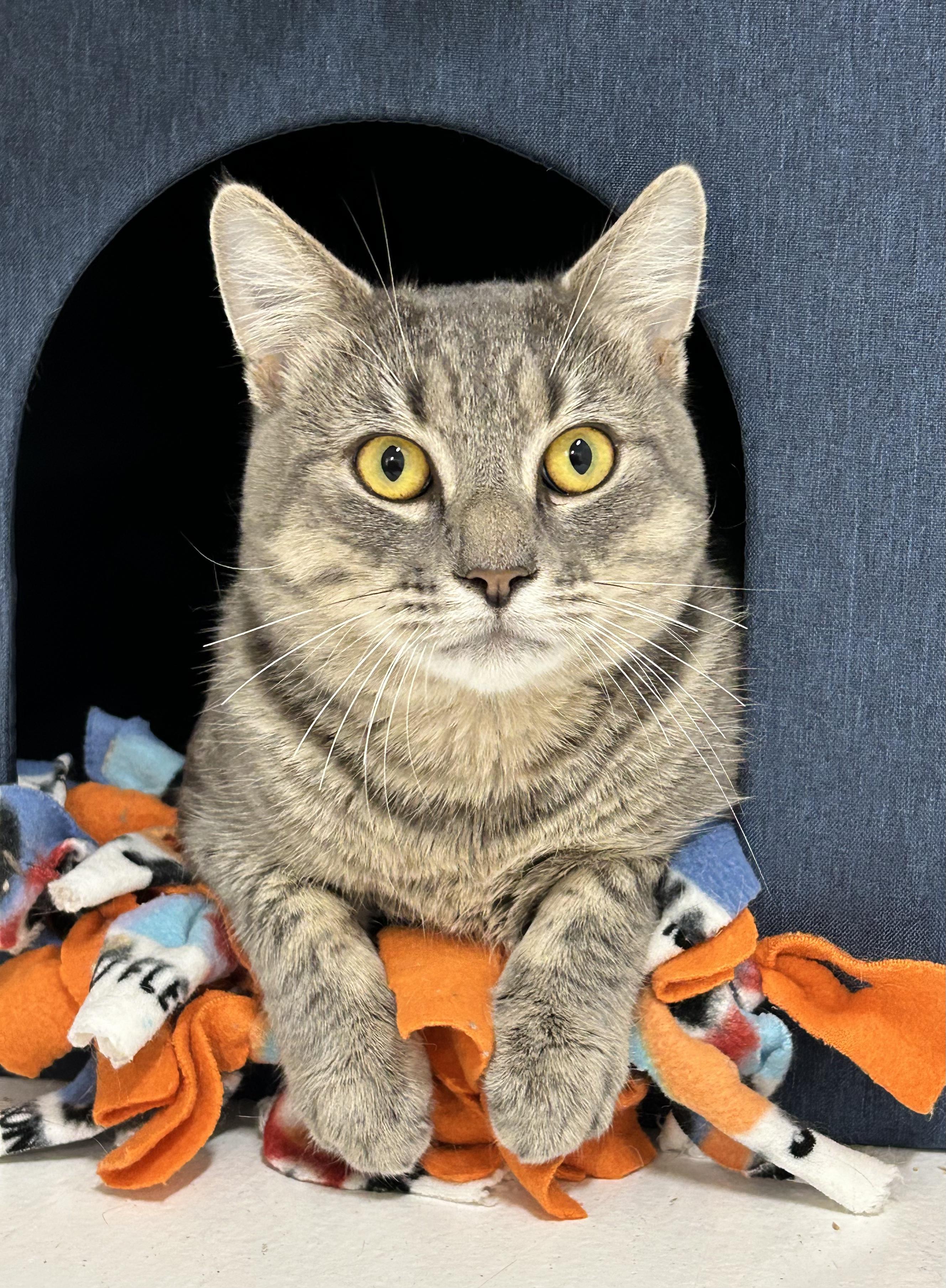 Enlarge Philly, a Adoptable Domestic Short Hair in Edgewood, MD image 1/6