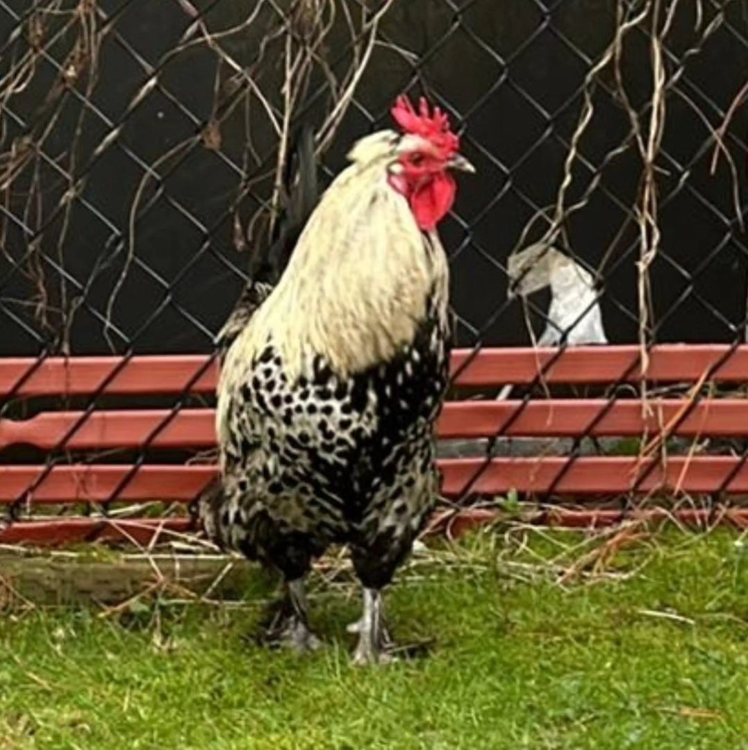 Dandy Boy, Adoptable, Adult Male Chicken.