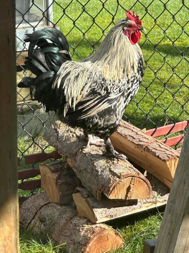 Enlarge Dandy Boy, a Adoptable Chicken in Fall City, WA image 2/3
