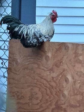 Enlarge Dandy Boy, a Adoptable Chicken in Fall City, WA image 3/3