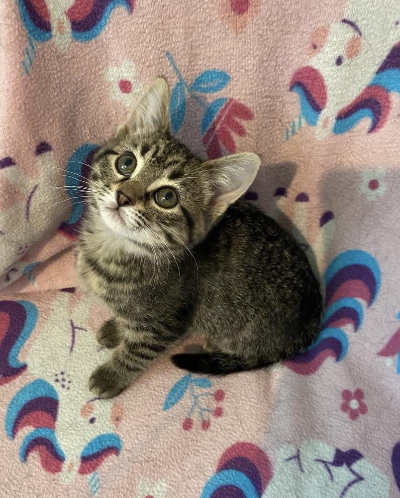 Snazzy, Adoptable, Kitten Male Domestic Long Hair.