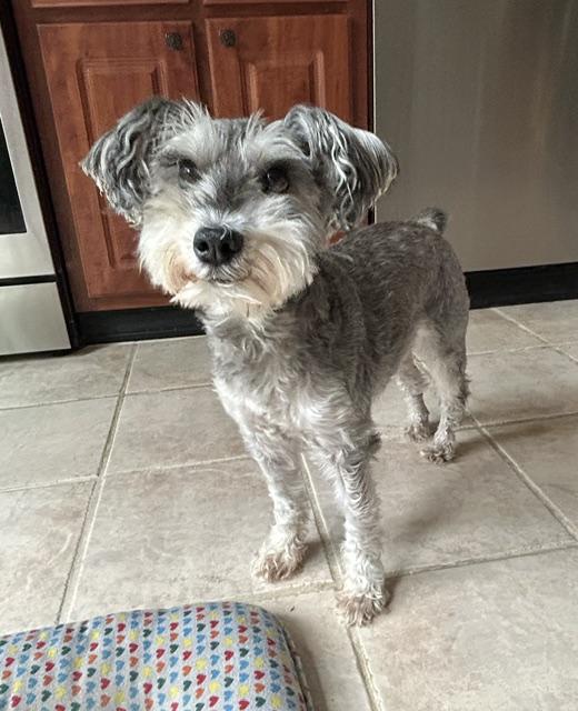 Enlarge Toby, a Adopted Miniature Schnauzer in Fanwood, NJ image 3/5