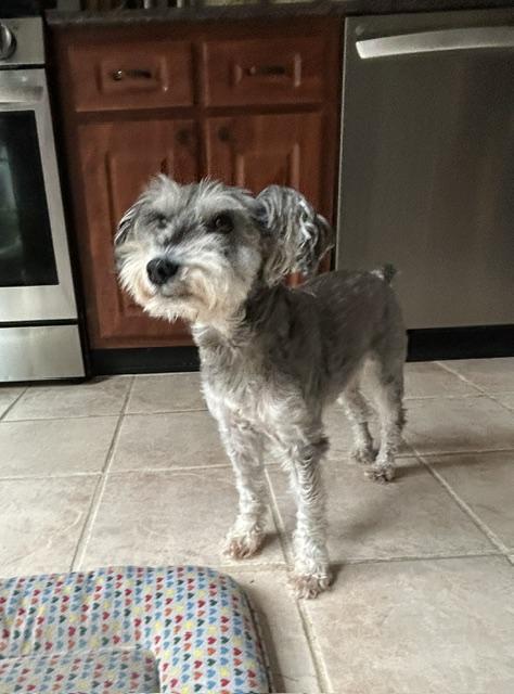 Enlarge Toby, a Adopted Miniature Schnauzer in Fanwood, NJ image 2/5