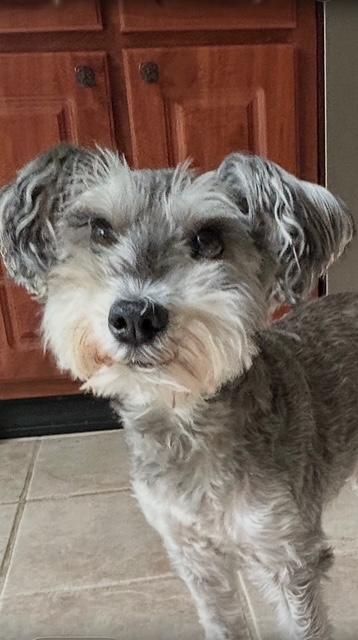Toby, Adopted, Adult Male Miniature Schnauzer.