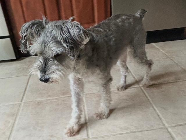 Enlarge Toby, a Adopted Miniature Schnauzer in Fanwood, NJ image 4/5