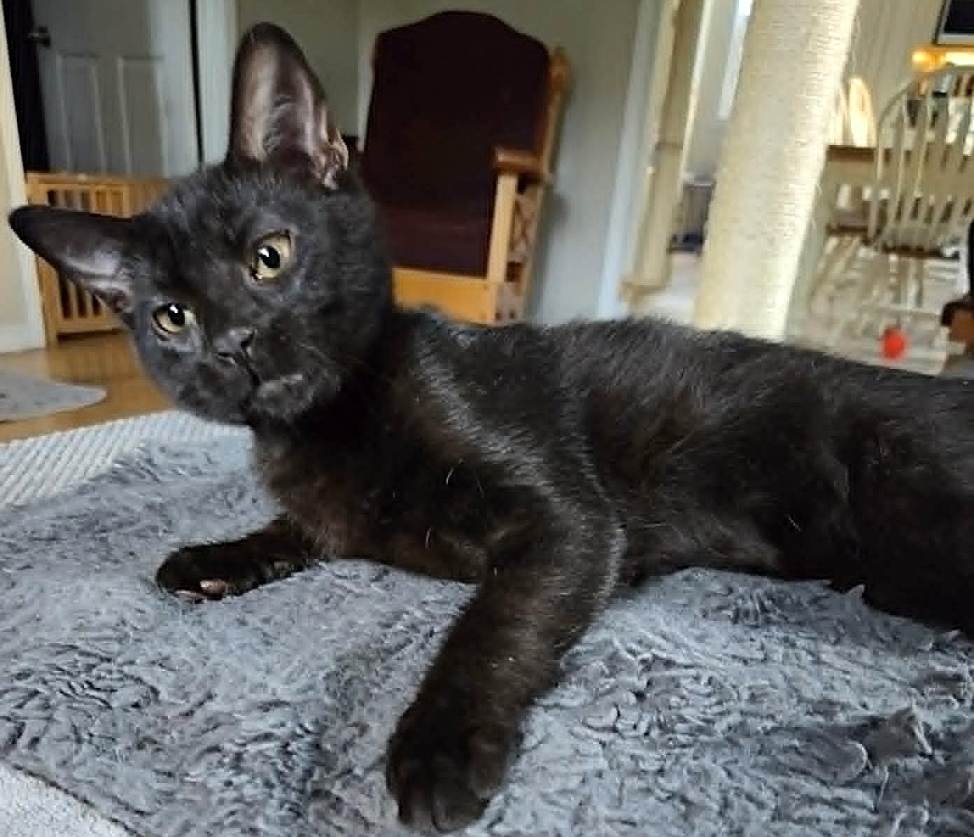 Virgile, ADOPTABLE, Kitten Male Domestic Short Hair.