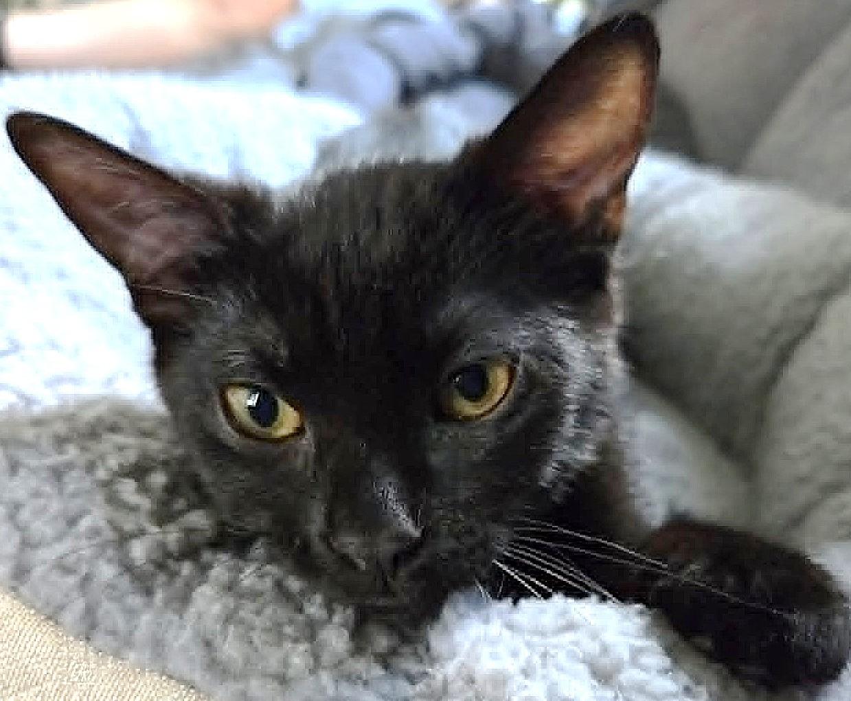 Enlarge Virgile, a ADOPTABLE Domestic Short Hair in Chertsey, QC image 2/4