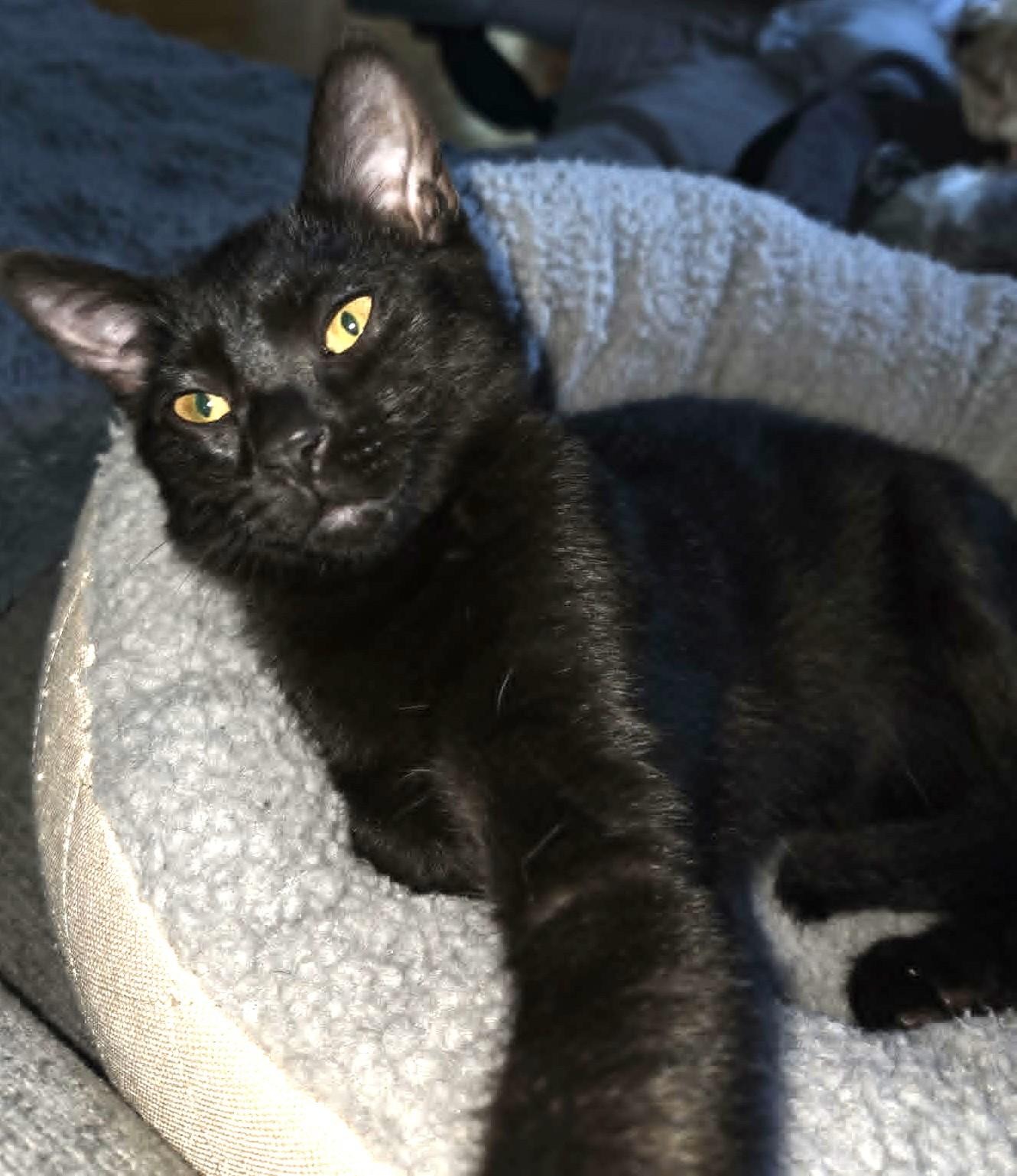 Enlarge Virgile, a ADOPTABLE Domestic Short Hair in Chertsey, QC image 4/4