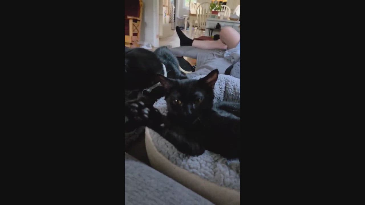 Enlarge Virgile, a ADOPTABLE Domestic Short Hair in Chertsey, QC video 3/4