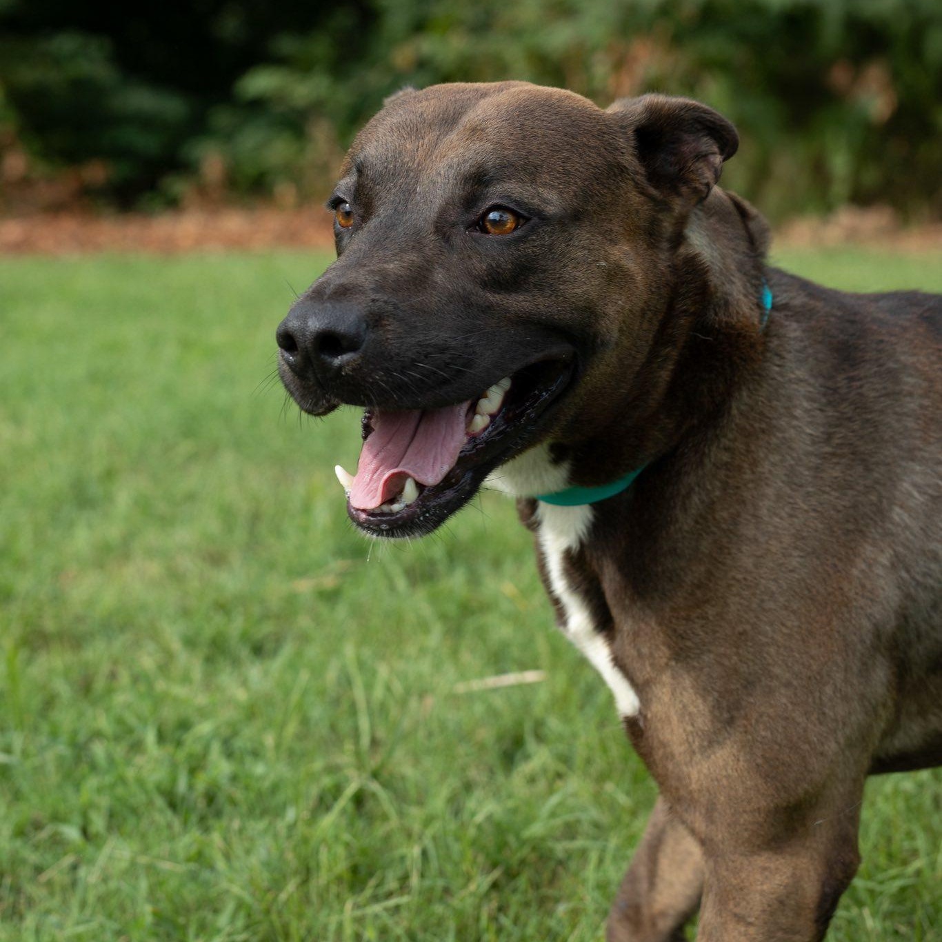 Ricky Bobby- Sponsored Adoption