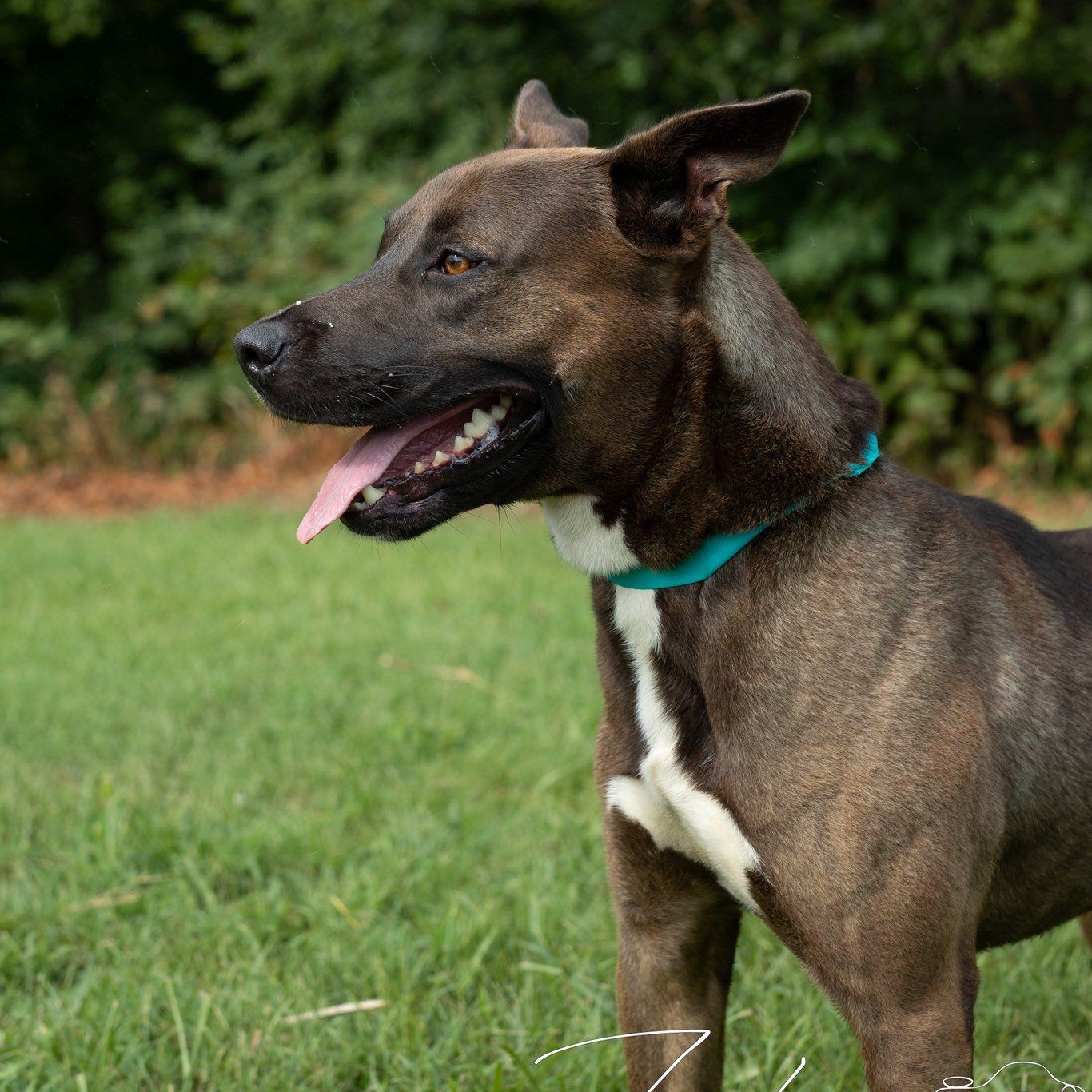 Ricky Bobby- Sponsored Adoption