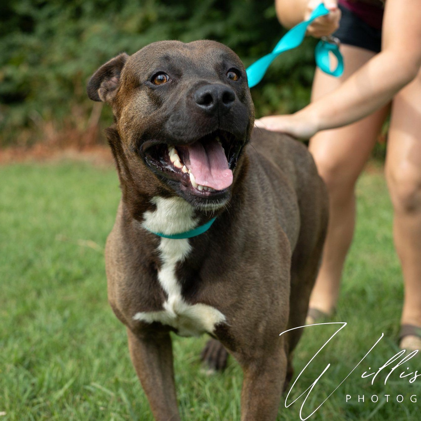 Ricky Bobby- Sponsored Adoption, Adoptable, Adult Male German Shepherd Dog.