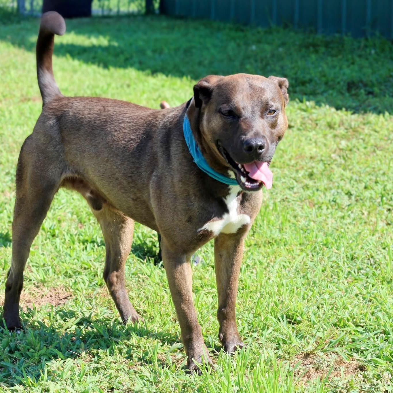 Ricky Bobby- Sponsored Adoption