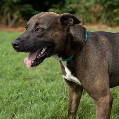 Ricky Bobby- Sponsored Adoption