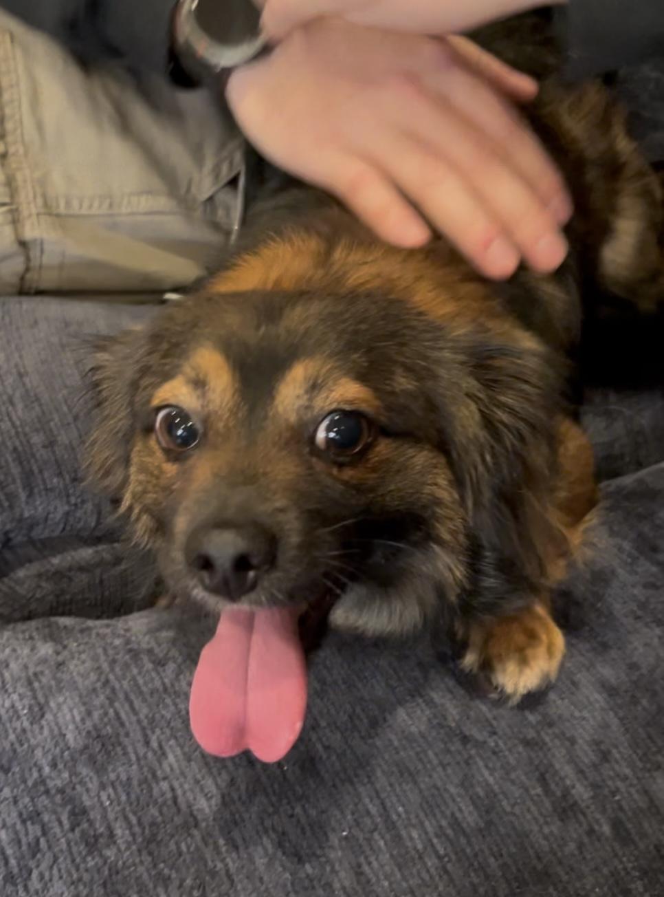 Oliver, a Adopted mixed breed in Seattle, WA image 1/4