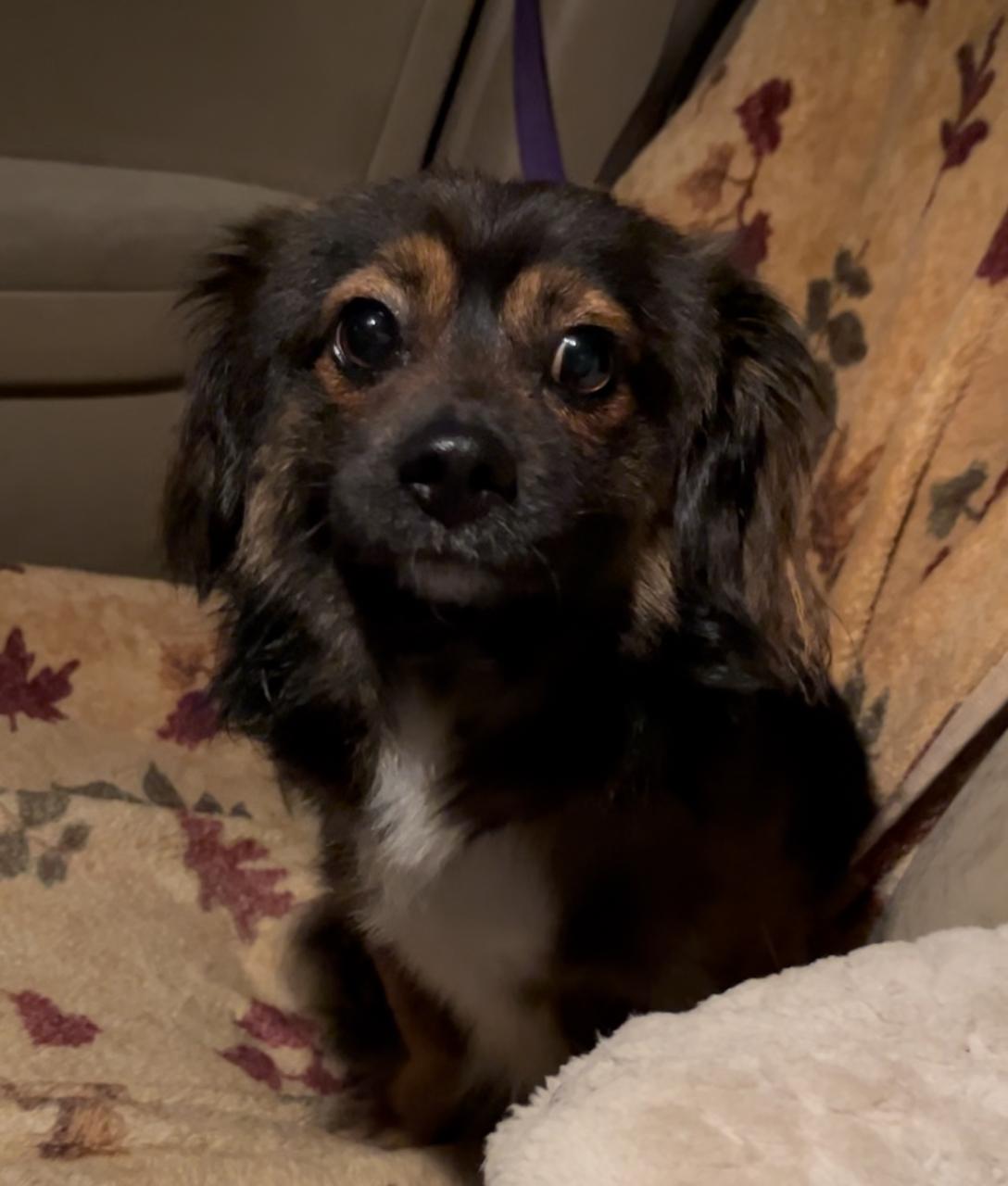 Oliver, a Adopted mixed breed in Seattle, WA image 3/4