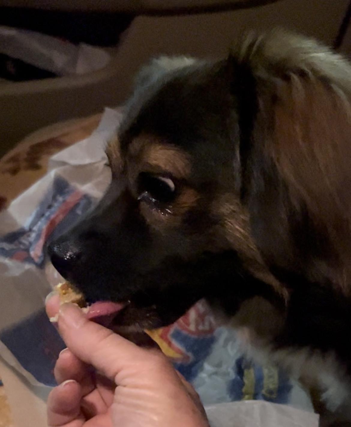 Oliver, a Adopted mixed breed in Seattle, WA image 4/4