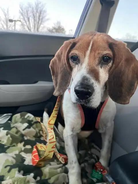 Enlarge Patrick Caroline, a Adoptable Beagle in Waldorf, MD image 2/3