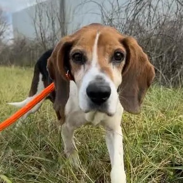 Enlarge Patrick Caroline, a Adoptable Beagle in Waldorf, MD image 1/3