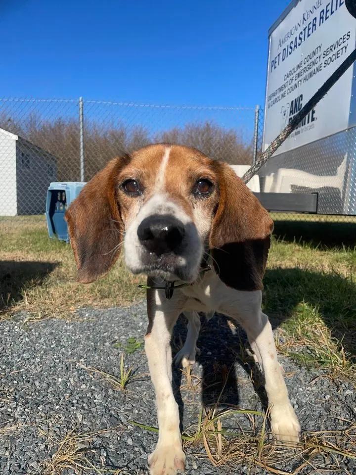 Enlarge Patrick Caroline, a Adoptable Beagle in Waldorf, MD image 3/3