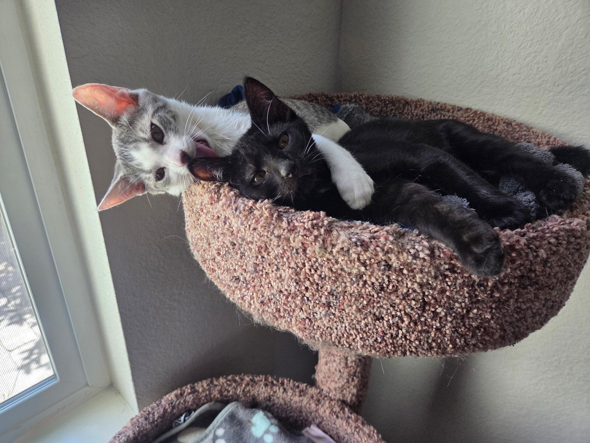 Harry, a ADOPTABLE Domestic Short Hair in Penryn, CA image 3/3