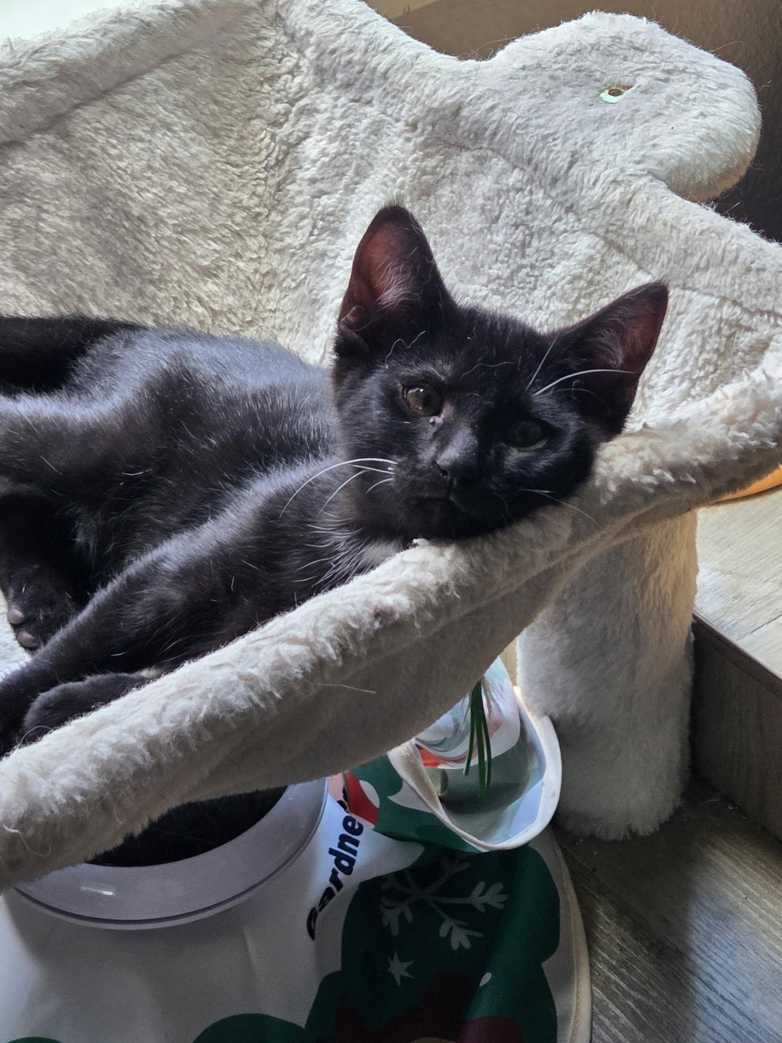 Harry, a ADOPTABLE Domestic Short Hair in Penryn, CA image 1/3