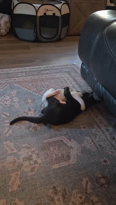 Enlarge Harry, a ADOPTABLE Domestic Short Hair in Penryn, CA video 2/3
